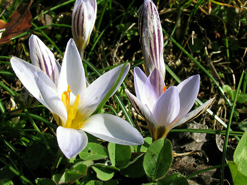 Crocus biflorus Miller / Zafferano selvatico